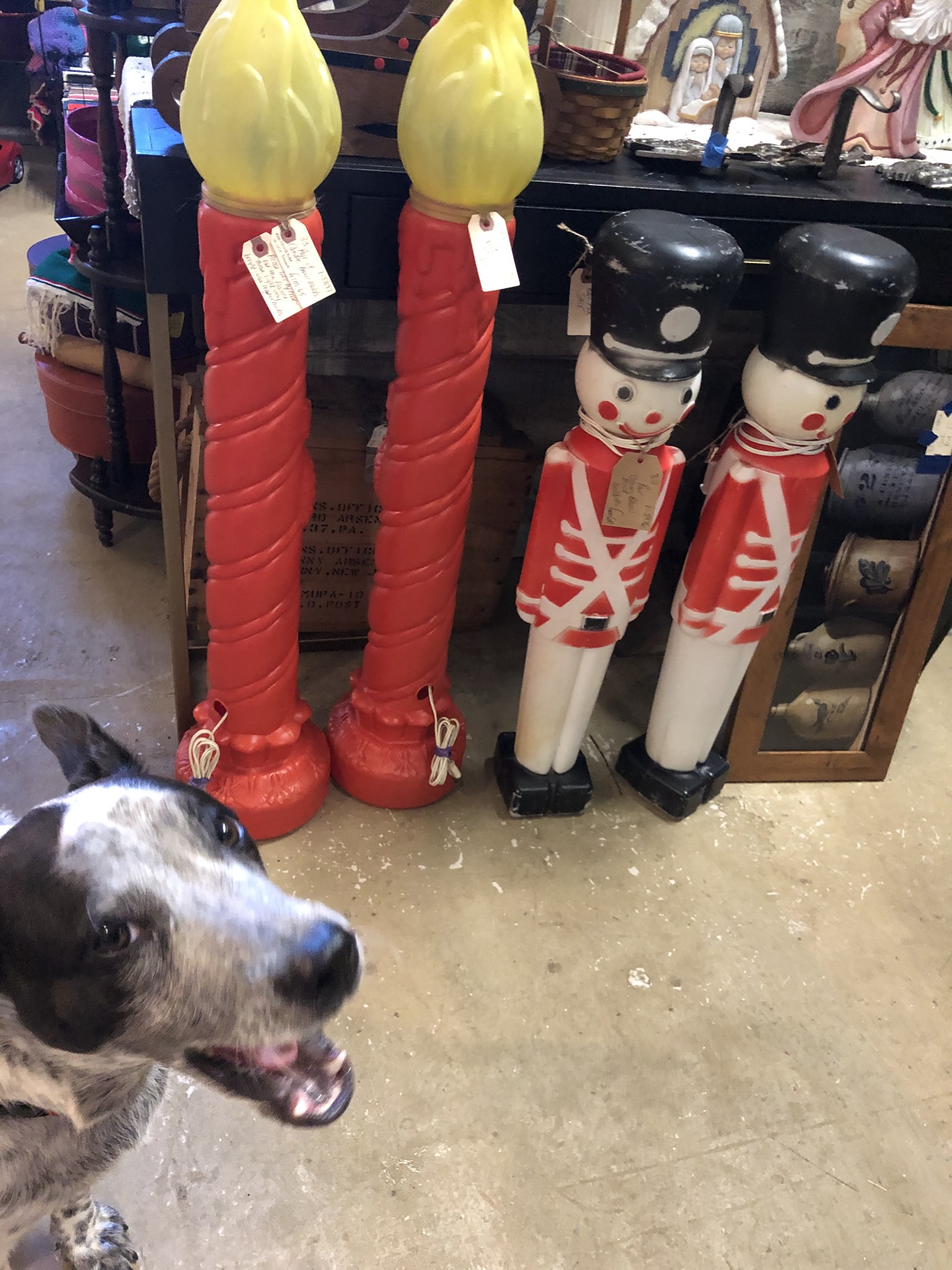 Scranberry Coop Snapshots - Tosh says "whoa, look at all these BALLS!" - Scranberry Coop - Vintage Store - Antiques, Collectibles, & More