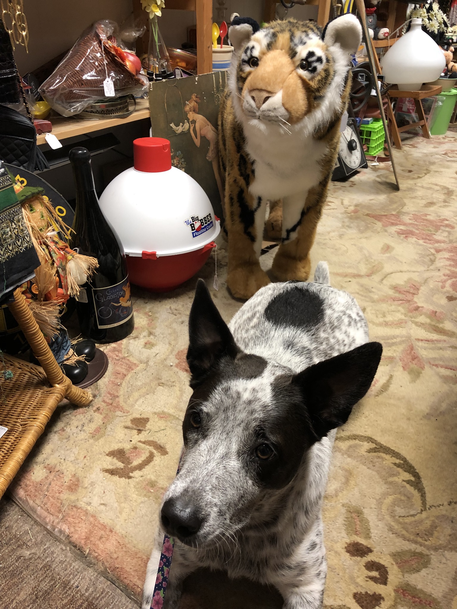 Scranberry Coop Snapshots - Tosh says "whoa, look at all these BALLS!" - Scranberry Coop - Vintage Store - Antiques, Collectibles, & More