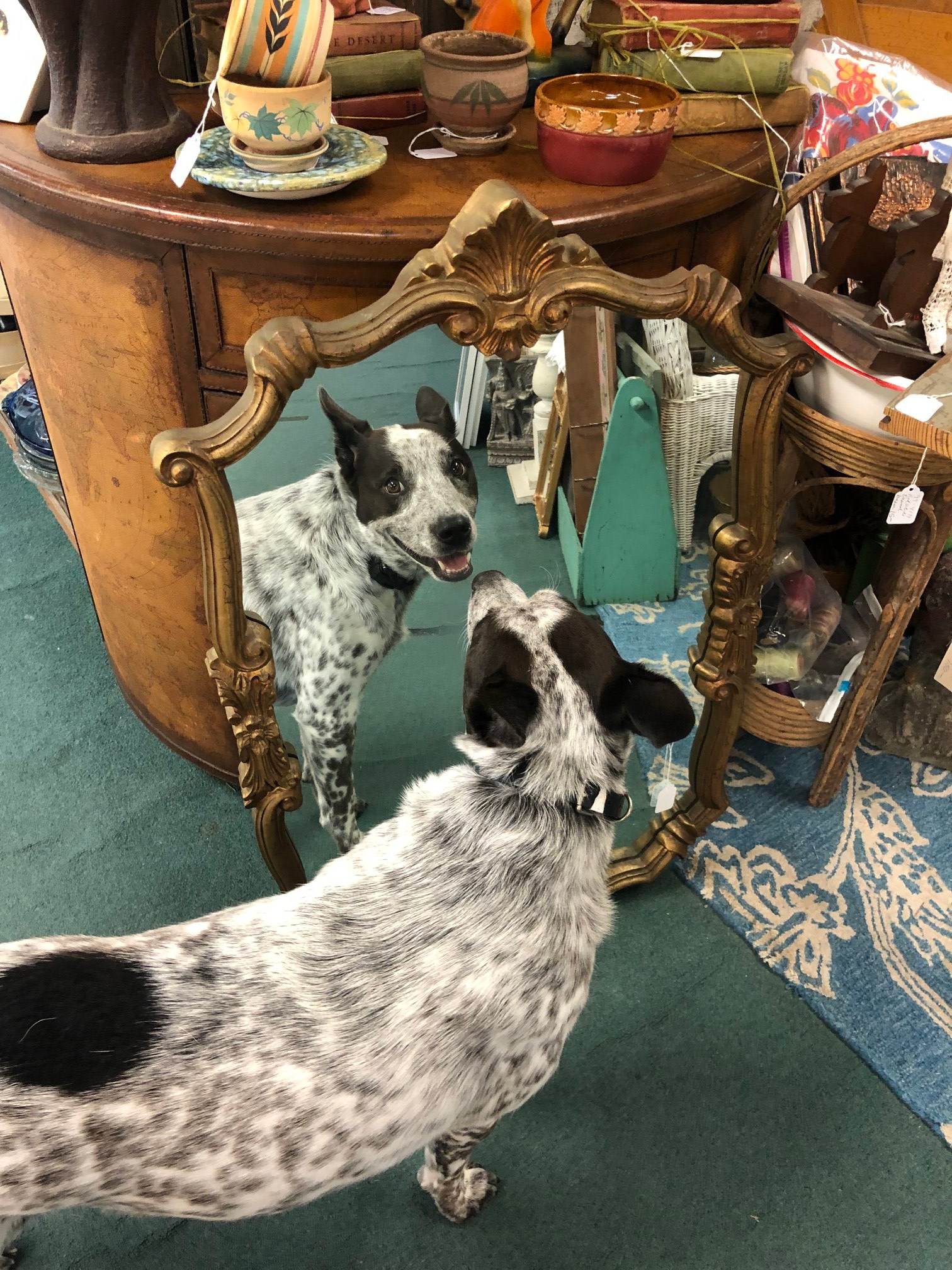 Scranberry Snapshot - Did you see that beautiful dog in the mirror? - Scranberry Coop - Vintage Store - Antiques, Collectibles, & More